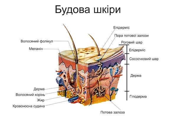 Будова шкіри
